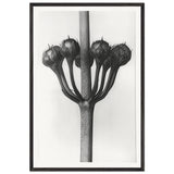 Art Forms in Nature 23 by Karl Blossfeldt, framed poster