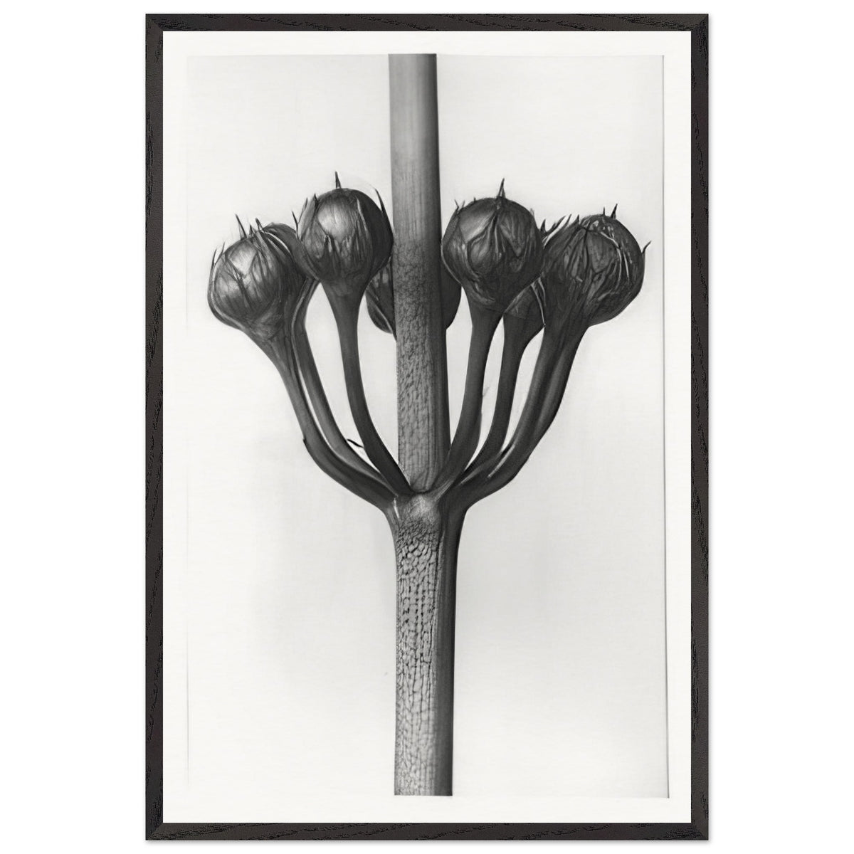 Art Forms in Nature 23 by Karl Blossfeldt, framed poster
