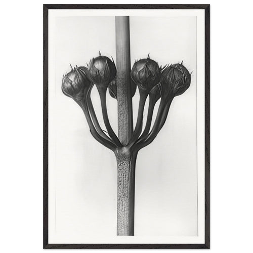 Art Forms in Nature 23 by Karl Blossfeldt, framed poster
