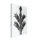 Art Forms in Nature 24 by Karl Blossfeldt, canvas, view 2
