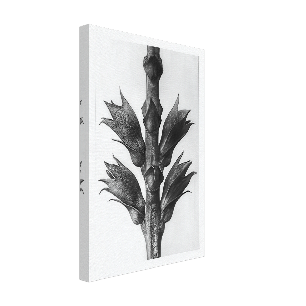 Art Forms in Nature 24 by Karl Blossfeldt, canvas, view 2