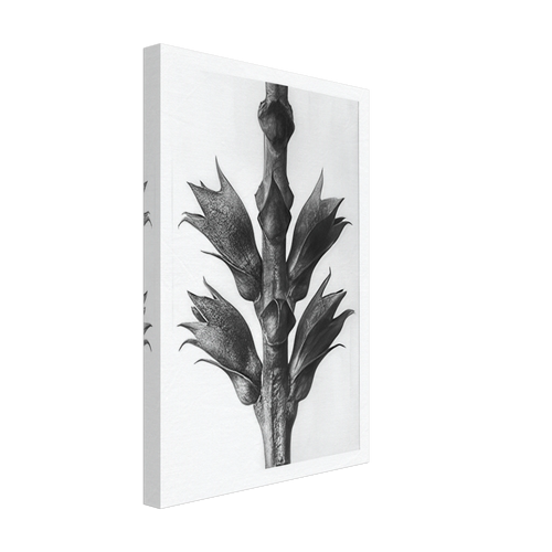 Art Forms in Nature 24 by Karl Blossfeldt, canvas, view 2