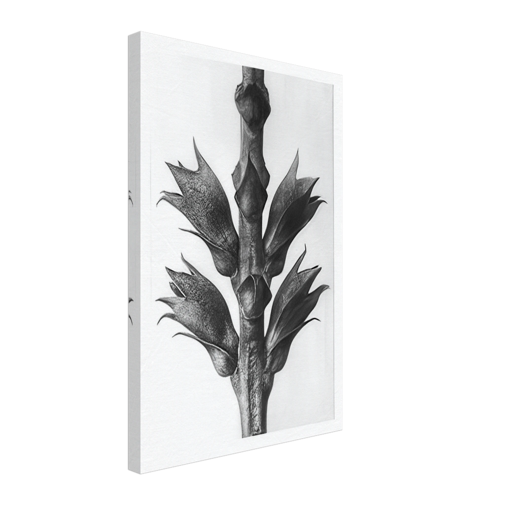 Art Forms in Nature 24 by Karl Blossfeldt, canvas