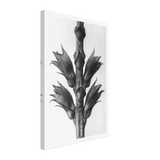 Art Forms in Nature 24 by Karl Blossfeldt, canvas