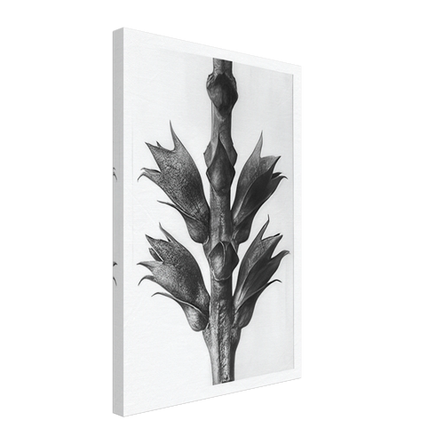 Art Forms in Nature 24 by Karl Blossfeldt, canvas