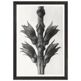 Art Forms in Nature 24 by Karl Blossfeldt, framed poster, view 2