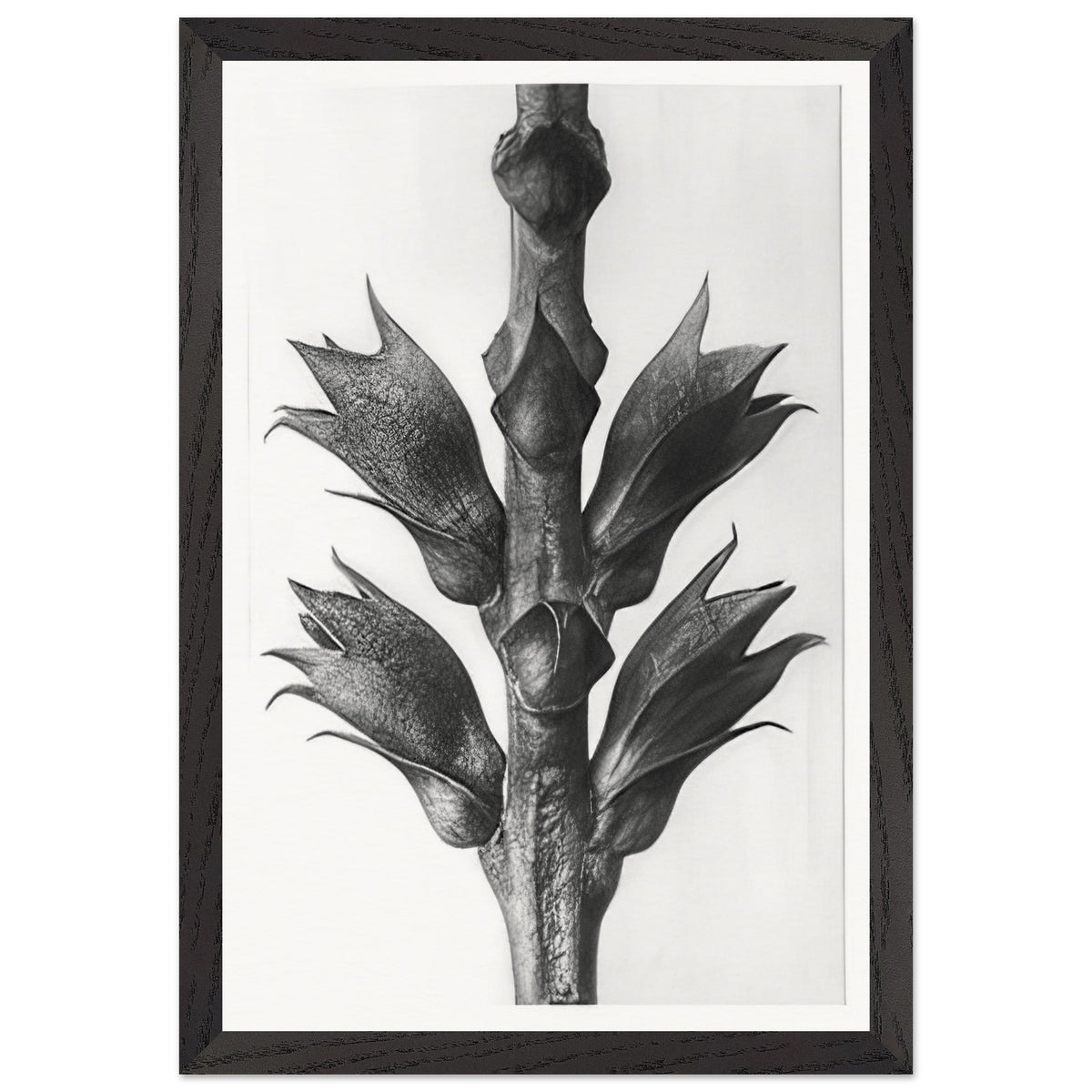 Art Forms in Nature 24 by Karl Blossfeldt, framed poster, view 2