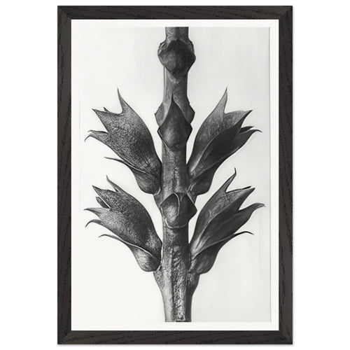 Art Forms in Nature 24 by Karl Blossfeldt, framed poster, view 2