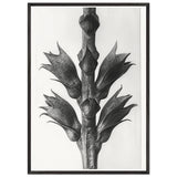 Art Forms in Nature 24 by Karl Blossfeldt, framed poster, view 3