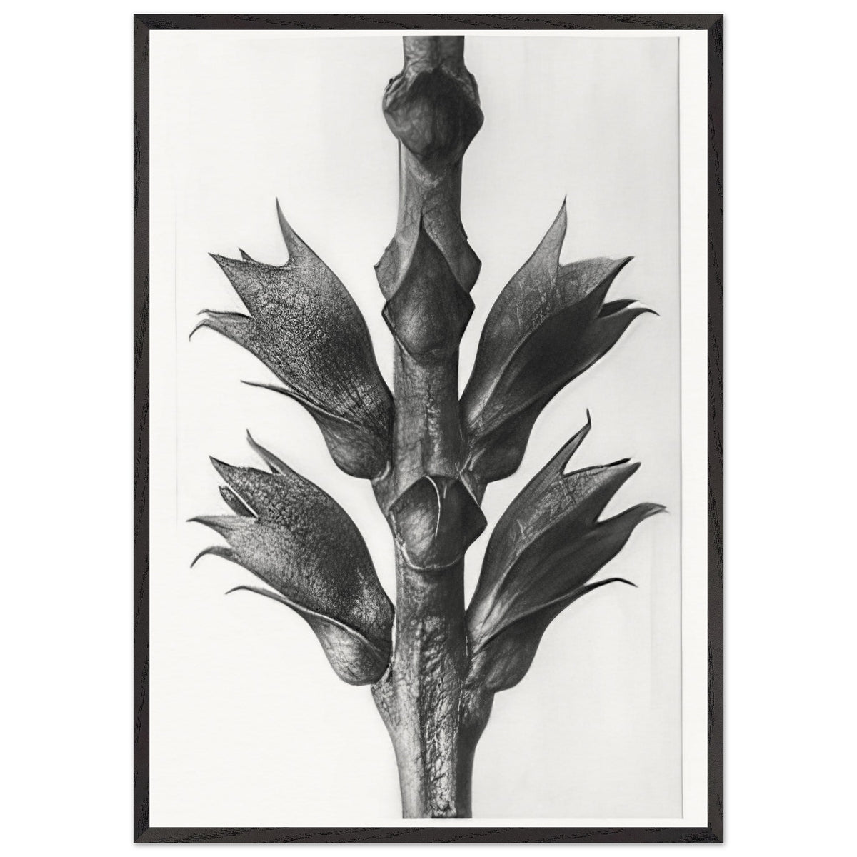 Art Forms in Nature 24 by Karl Blossfeldt, framed poster, view 3