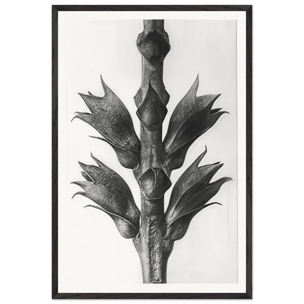 Art Forms in Nature 24 by Karl Blossfeldt, framed poster