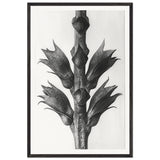 Art Forms in Nature 24 by Karl Blossfeldt, framed poster