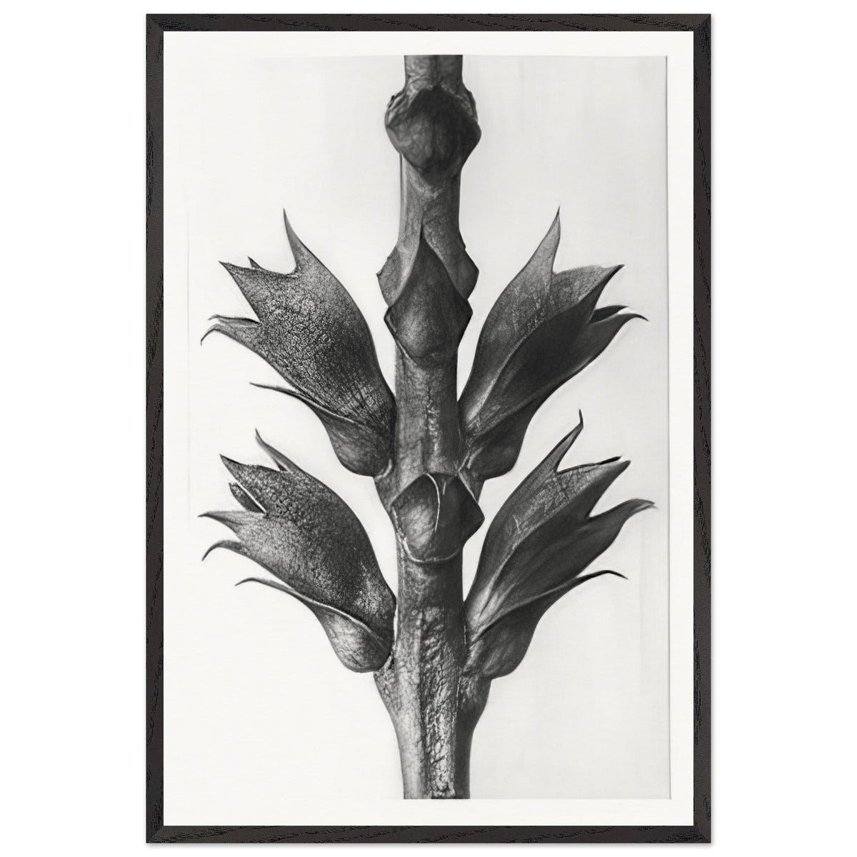 Art Forms in Nature 24 by Karl Blossfeldt, framed poster