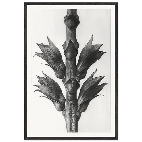 Art Forms in Nature 24 by Karl Blossfeldt, framed poster