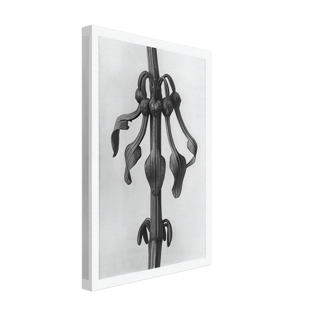 Art Forms in Nature 25 by Karl Blossfeldt, canvas, view 2