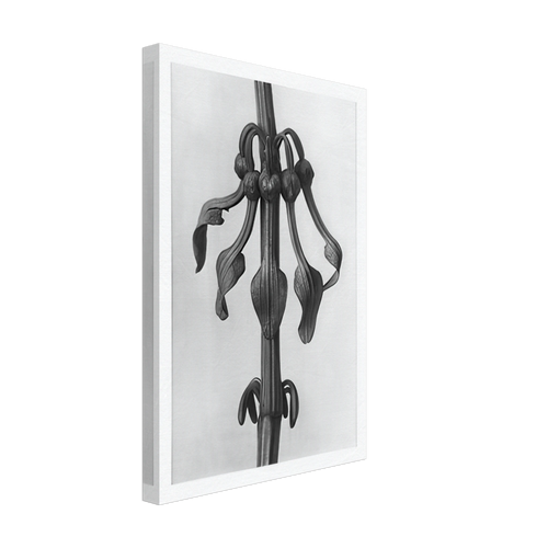 Art Forms in Nature 25 by Karl Blossfeldt, canvas, view 2