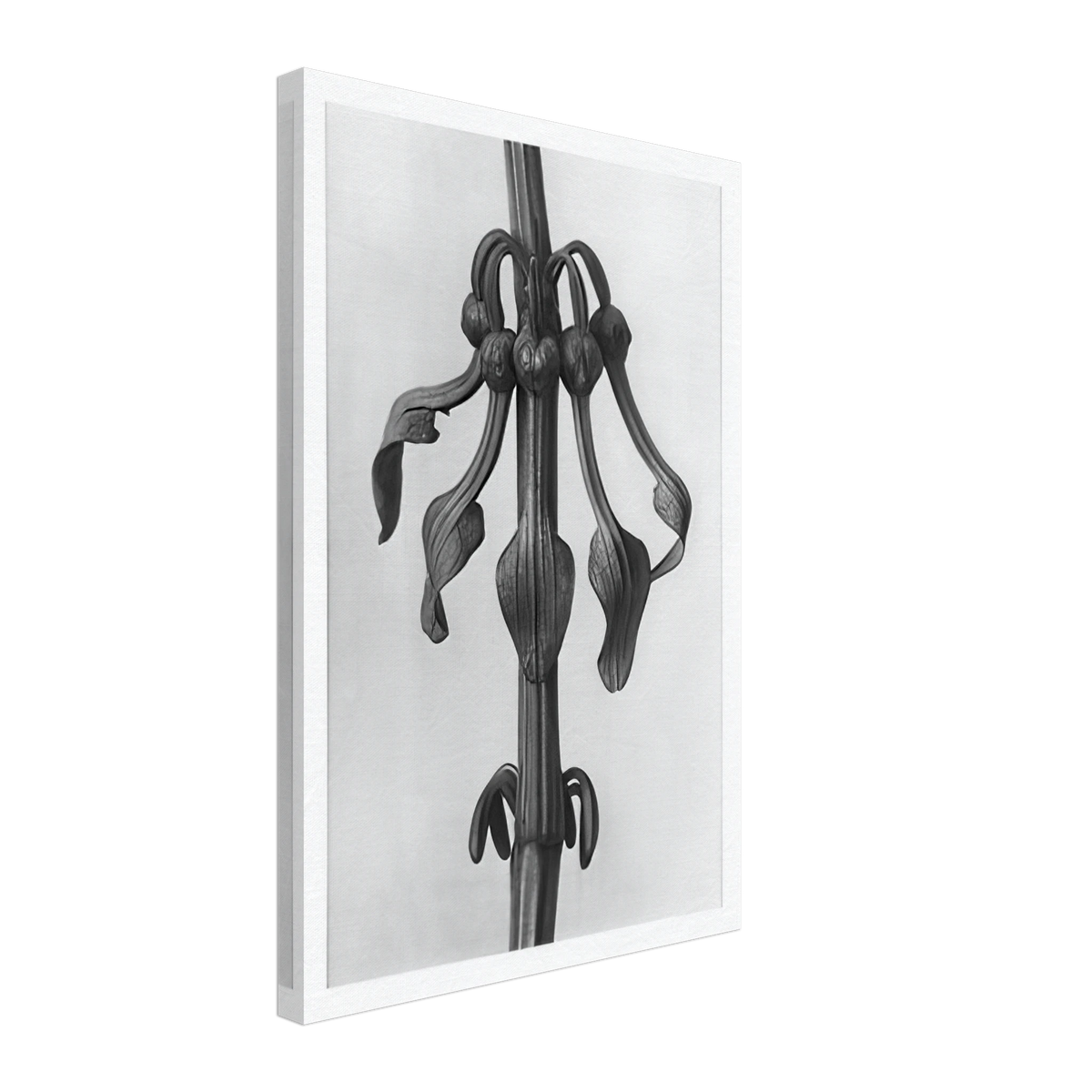 Art Forms in Nature 25 by Karl Blossfeldt, canvas