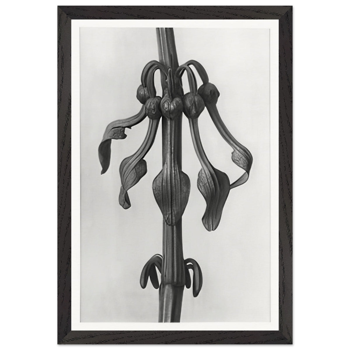 Art Forms in Nature 25 by Karl Blossfeldt, framed poster, view 2