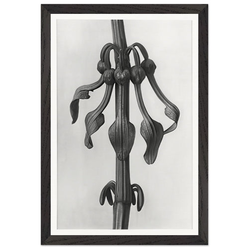Art Forms in Nature 25 by Karl Blossfeldt, framed poster, view 2