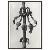 Art Forms in Nature 25 by Karl Blossfeldt, framed poster, view 3