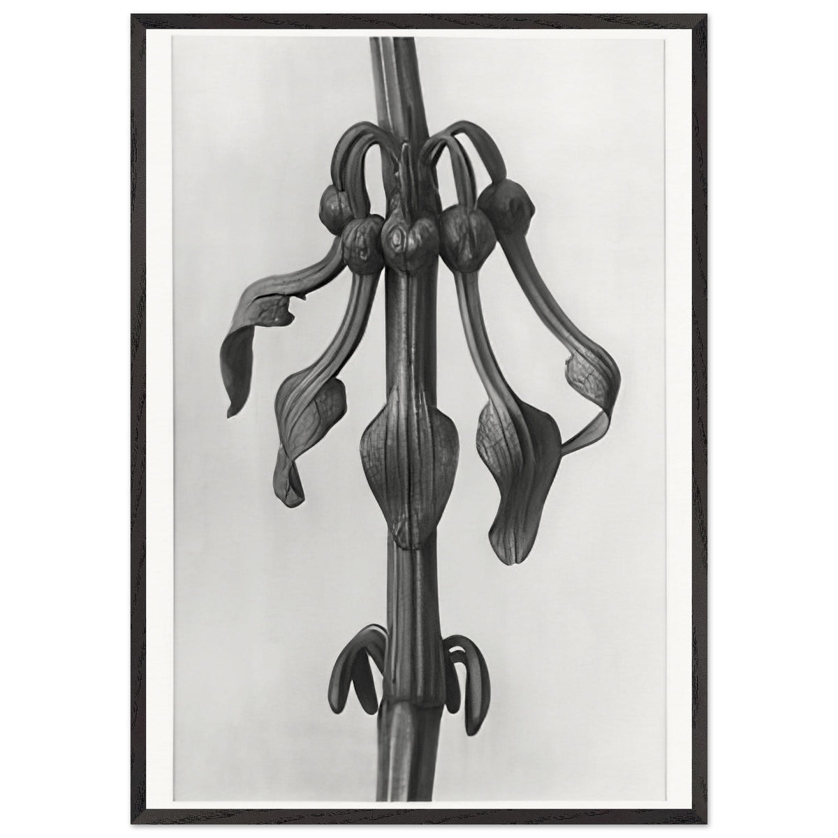Art Forms in Nature 25 by Karl Blossfeldt, framed poster, view 3