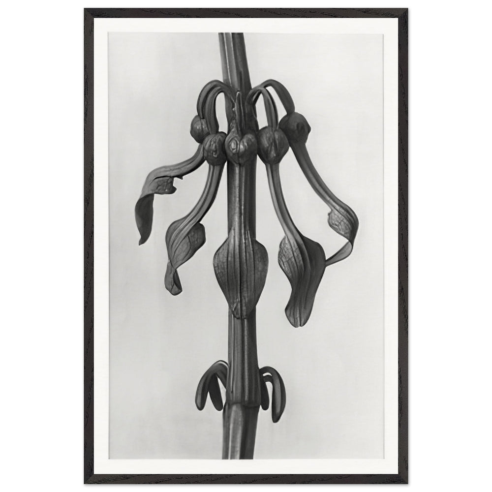 Art Forms in Nature 25 by Karl Blossfeldt, framed poster