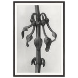 Art Forms in Nature 25 by Karl Blossfeldt, framed poster