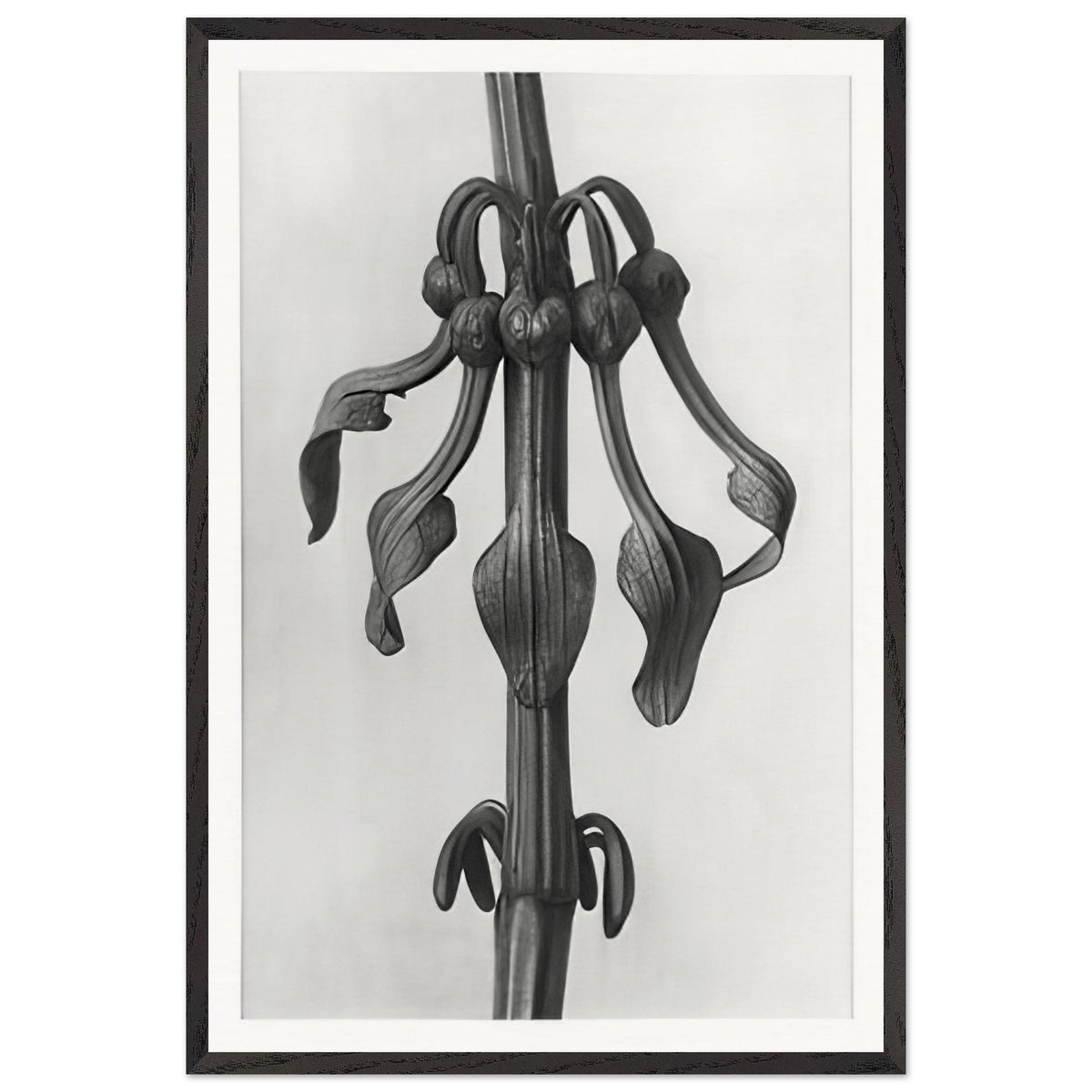 Art Forms in Nature 25 by Karl Blossfeldt, framed poster