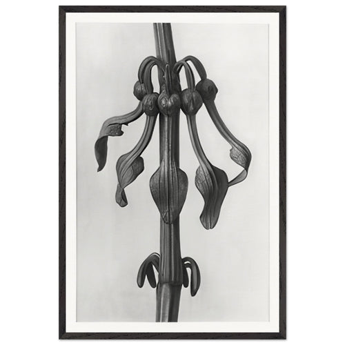 Art Forms in Nature 25 by Karl Blossfeldt, framed poster