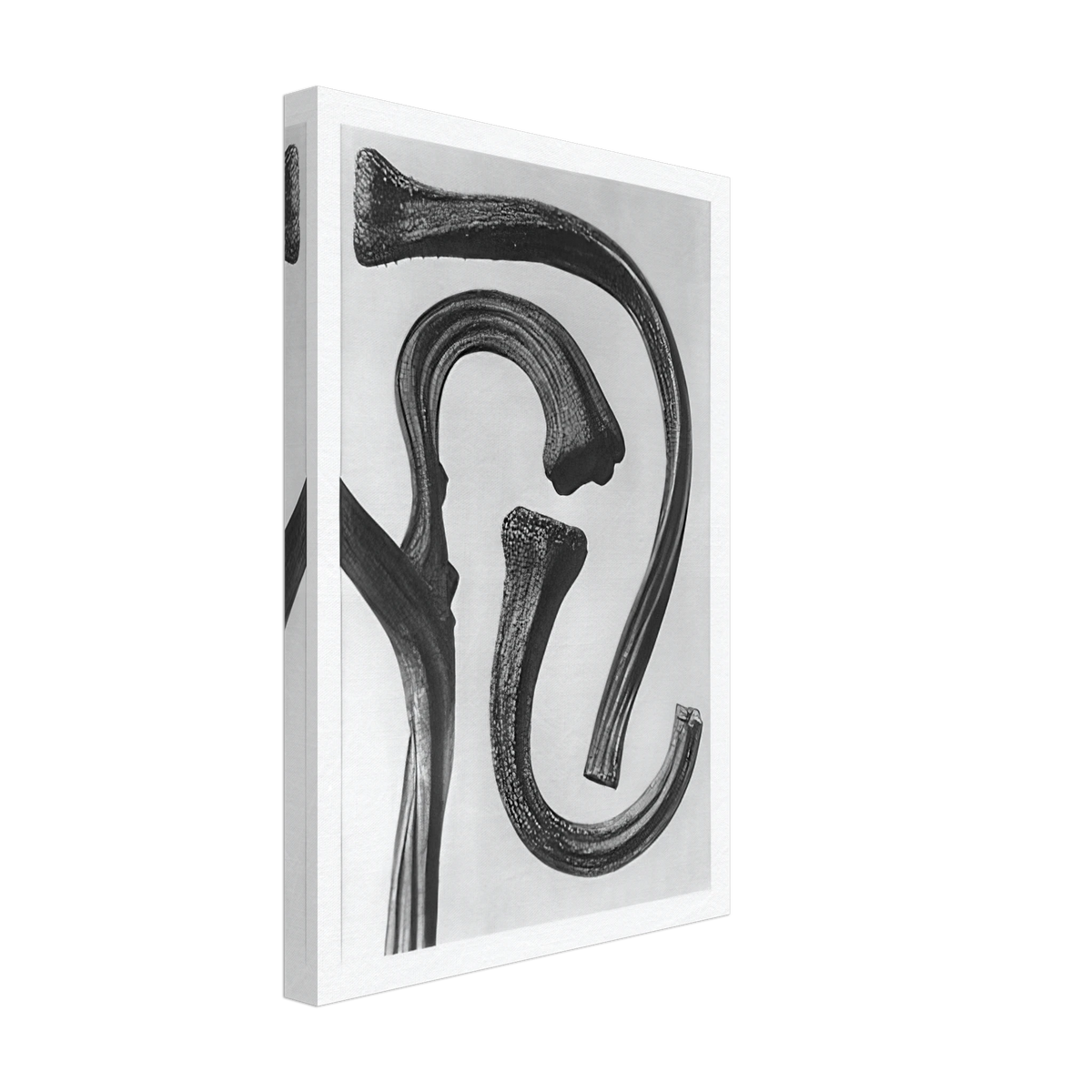 Art Forms in Nature 26 by Karl Blossfeldt, canvas, view 2