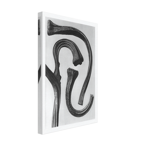 Art Forms in Nature 26 by Karl Blossfeldt, canvas, view 2