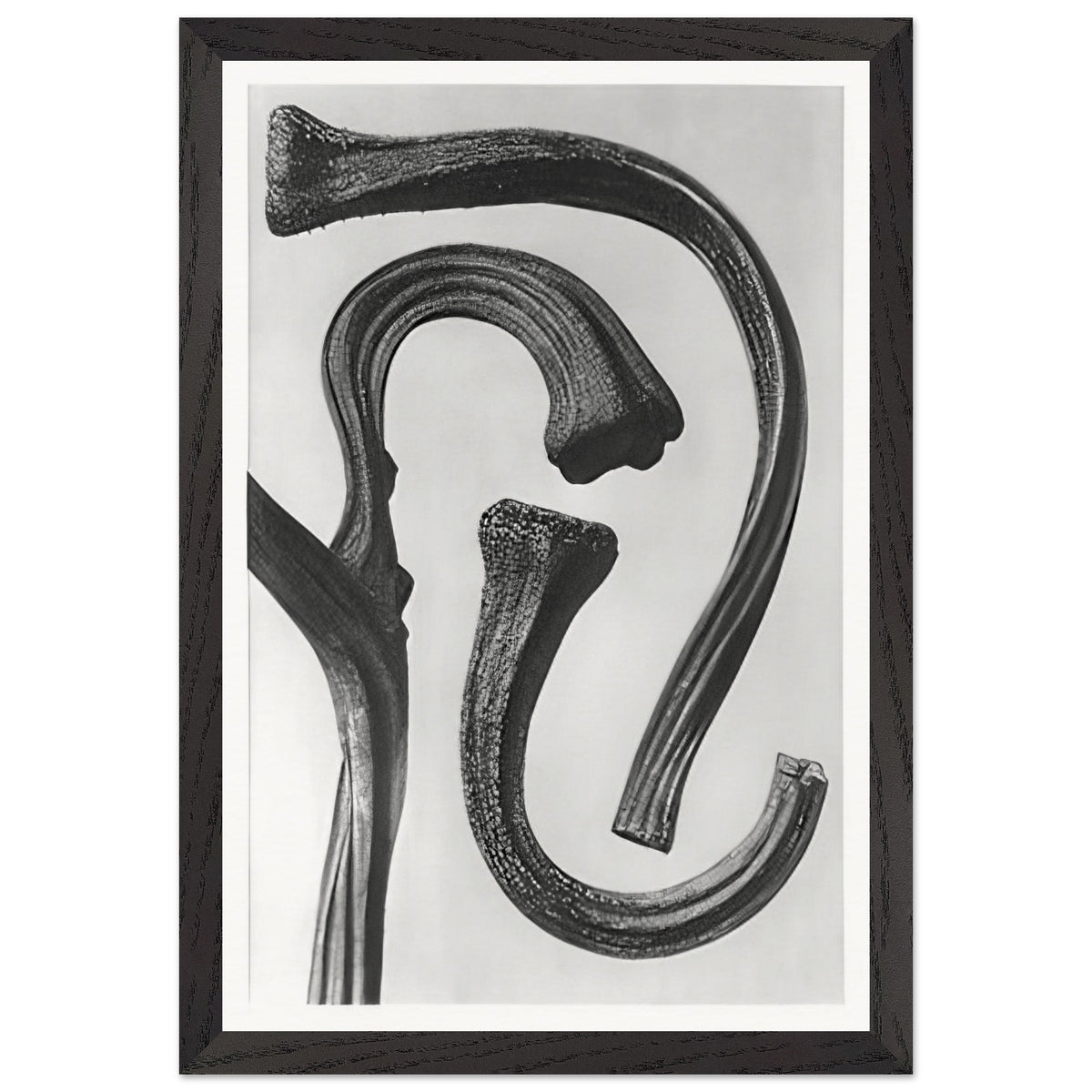 Art Forms in Nature 26 by Karl Blossfeldt, framed poster, view 2