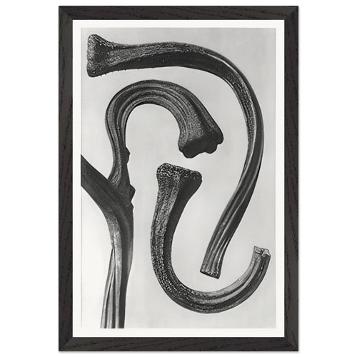 Art Forms in Nature 26 by Karl Blossfeldt, framed poster, view 2