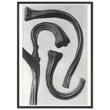 Art Forms in Nature 26 by Karl Blossfeldt, framed poster, view 3