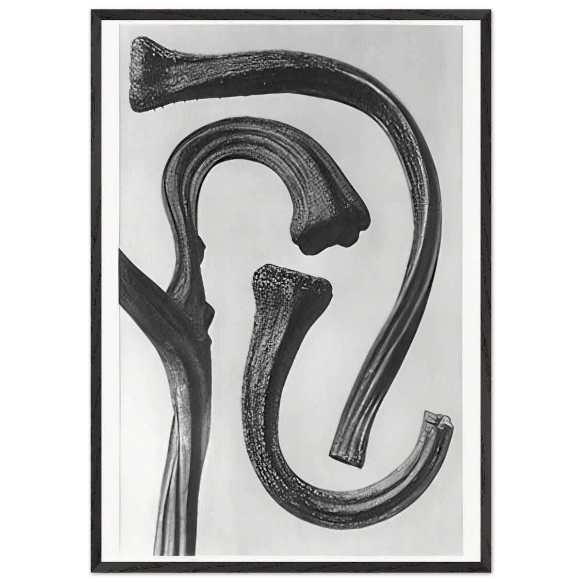Art Forms in Nature 26 by Karl Blossfeldt, framed poster, view 3