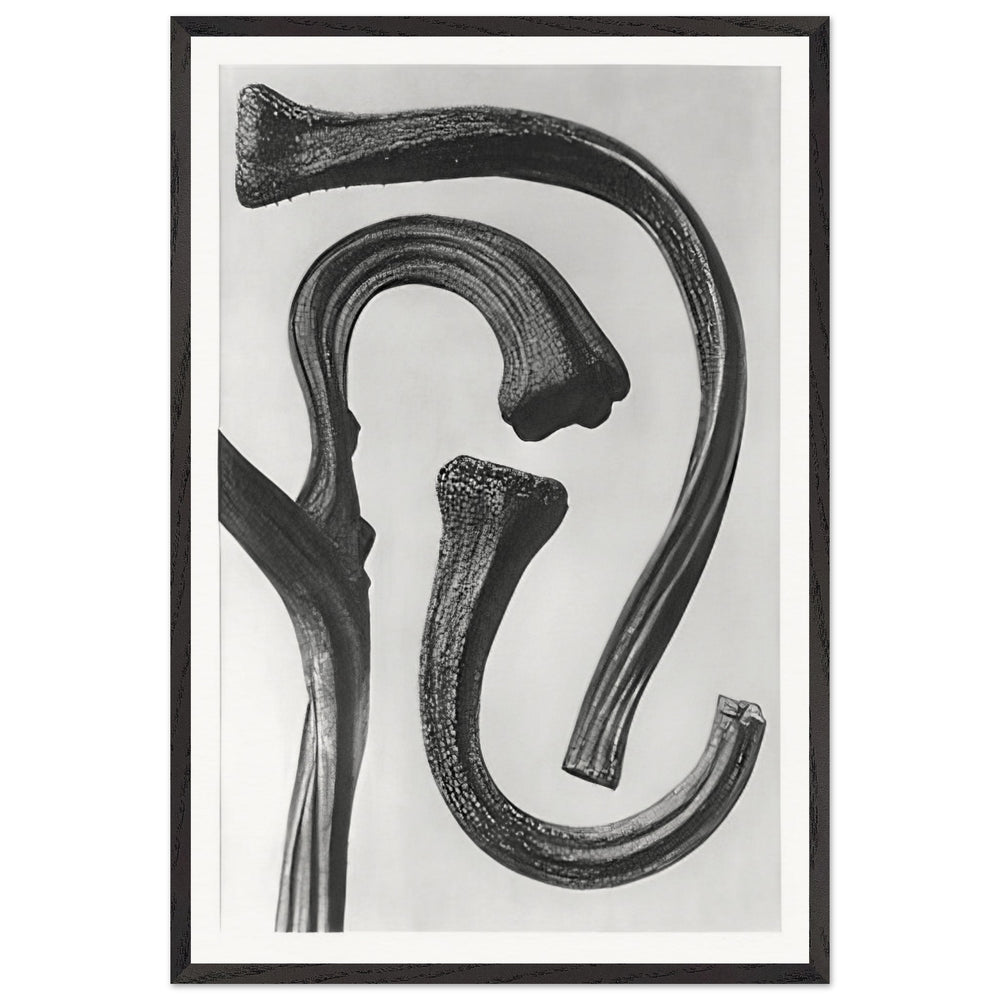 Art Forms in Nature 26 by Karl Blossfeldt, framed poster