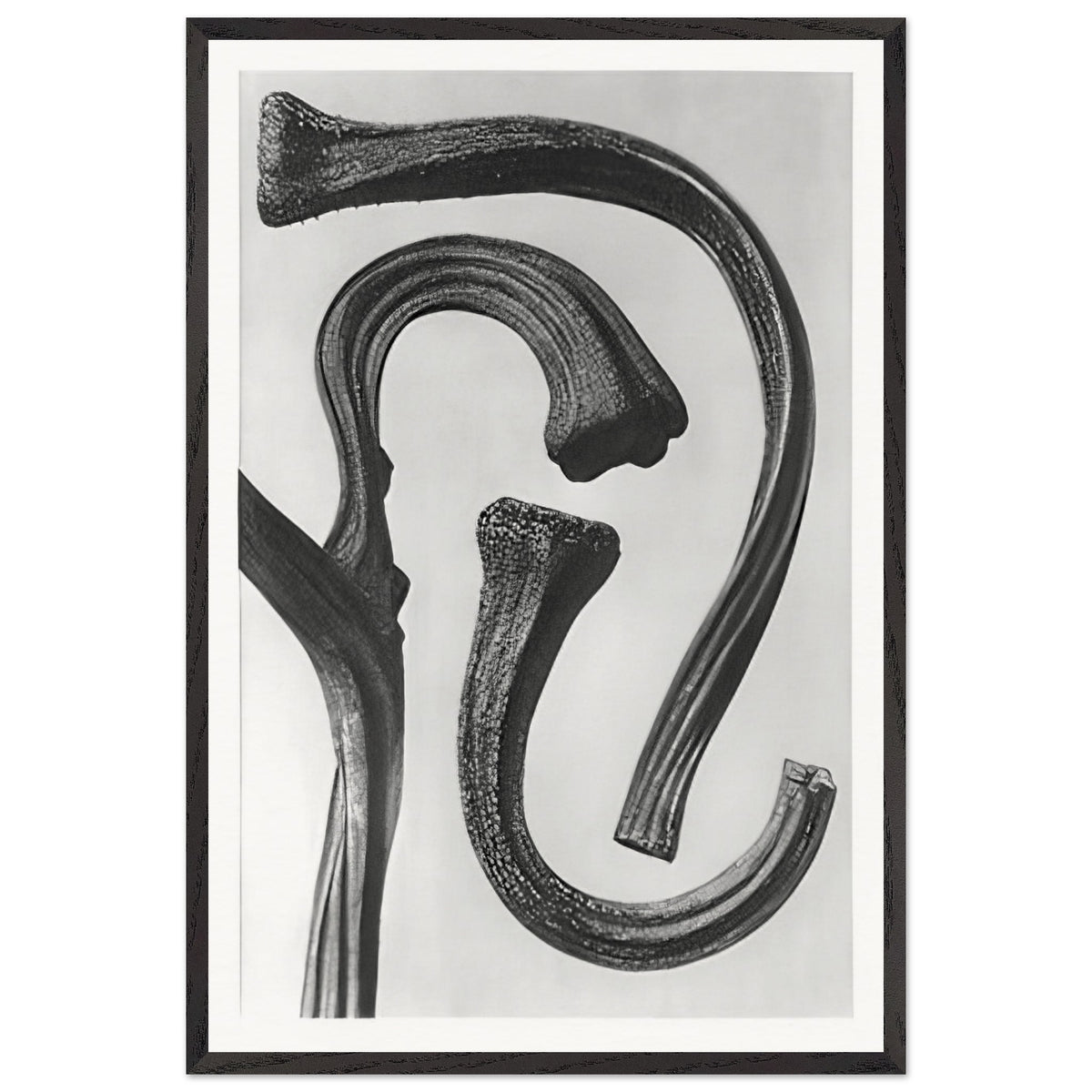 Art Forms in Nature 26 by Karl Blossfeldt, framed poster
