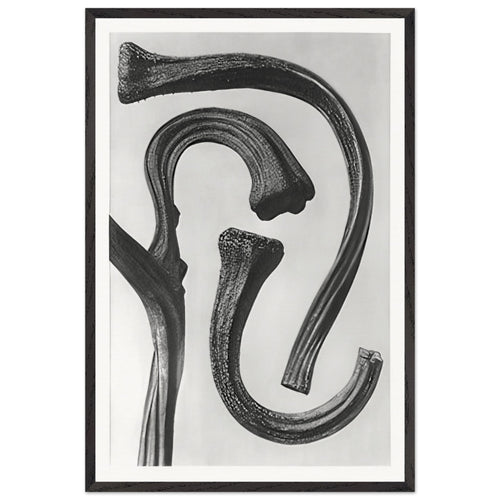 Art Forms in Nature 26 by Karl Blossfeldt, framed poster