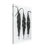 Art Forms in Nature 27 by Karl Blossfeldt, canvas, view 2
