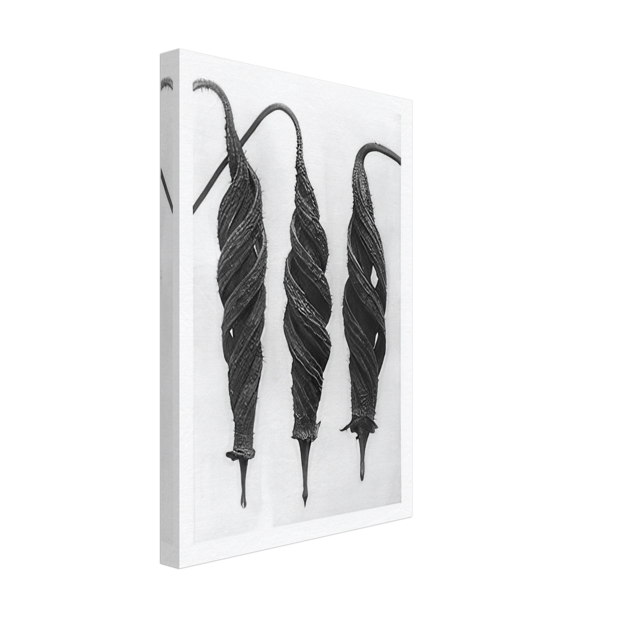 Art Forms in Nature 27 by Karl Blossfeldt, canvas, view 2