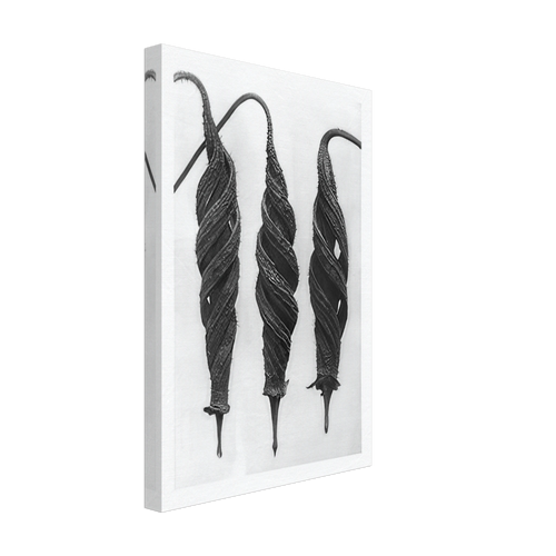 Art Forms in Nature 27 by Karl Blossfeldt, canvas, view 2