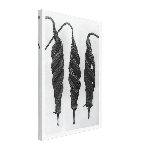 Art Forms in Nature 27 by Karl Blossfeldt, canvas