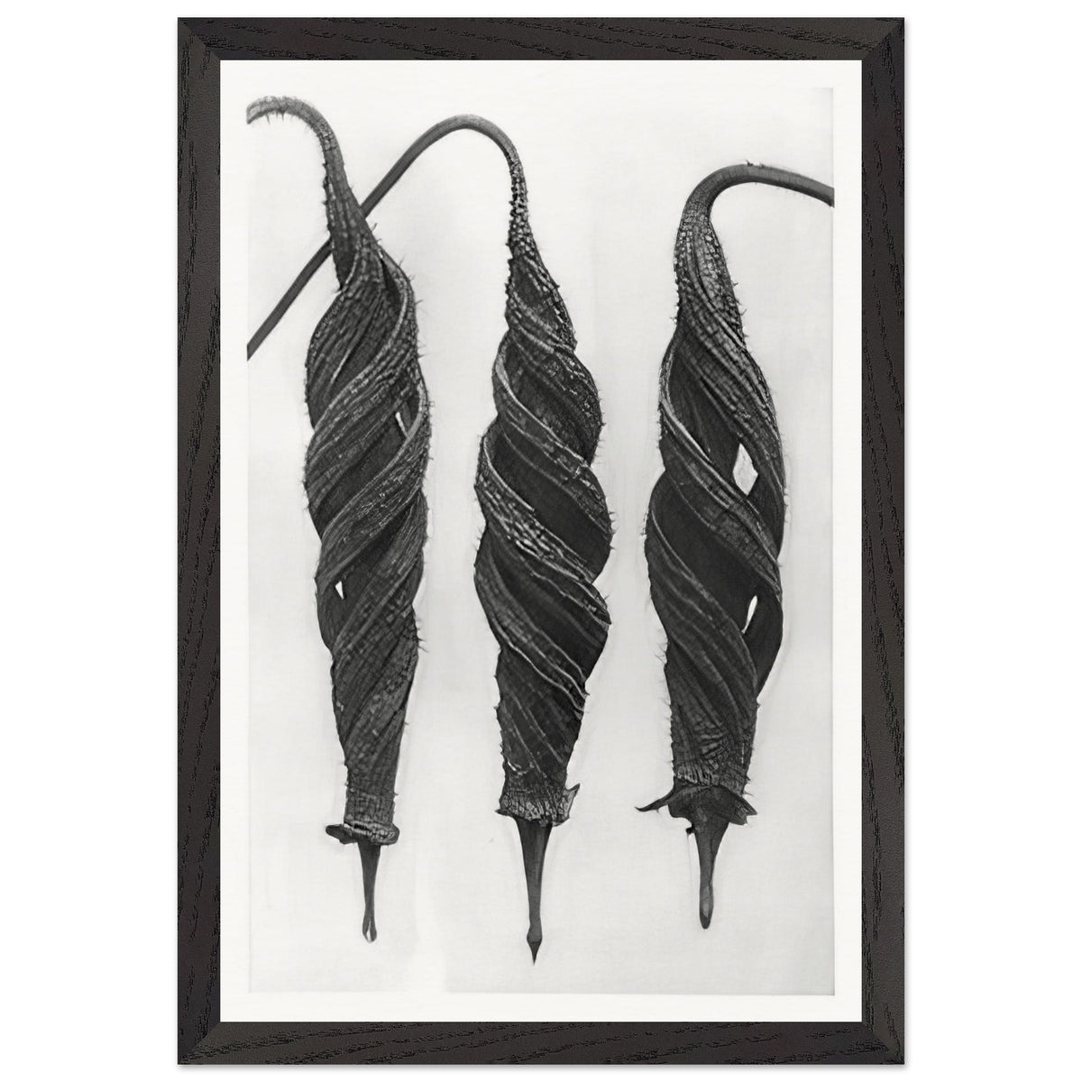 Art Forms in Nature 27 by Karl Blossfeldt, framed poster, view 2