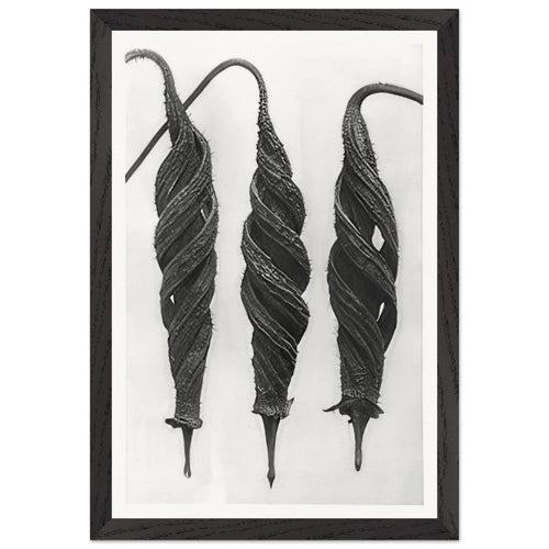 Art Forms in Nature 27 by Karl Blossfeldt, framed poster, view 2