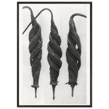 Art Forms in Nature 27 by Karl Blossfeldt, framed poster, view 3