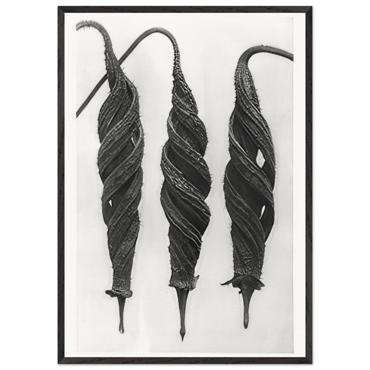 Art Forms in Nature 27 by Karl Blossfeldt, framed poster, view 3