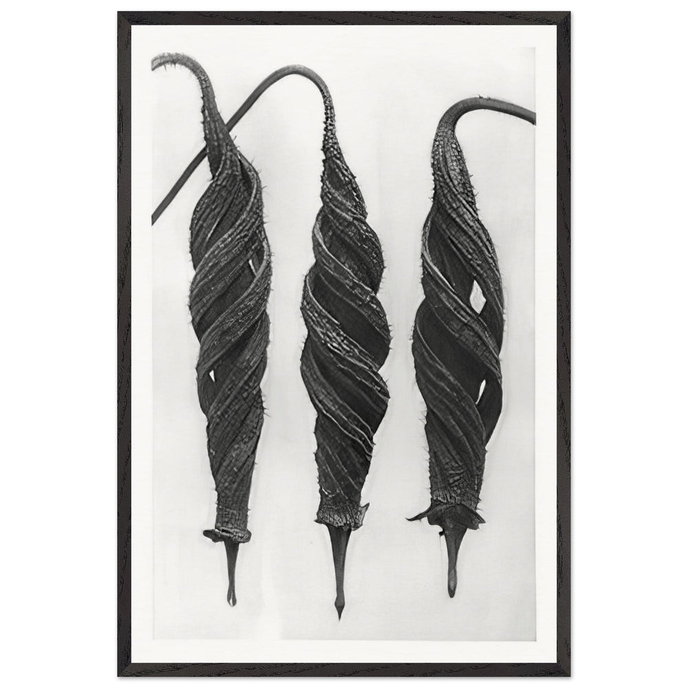 Art Forms in Nature 27 by Karl Blossfeldt, framed poster