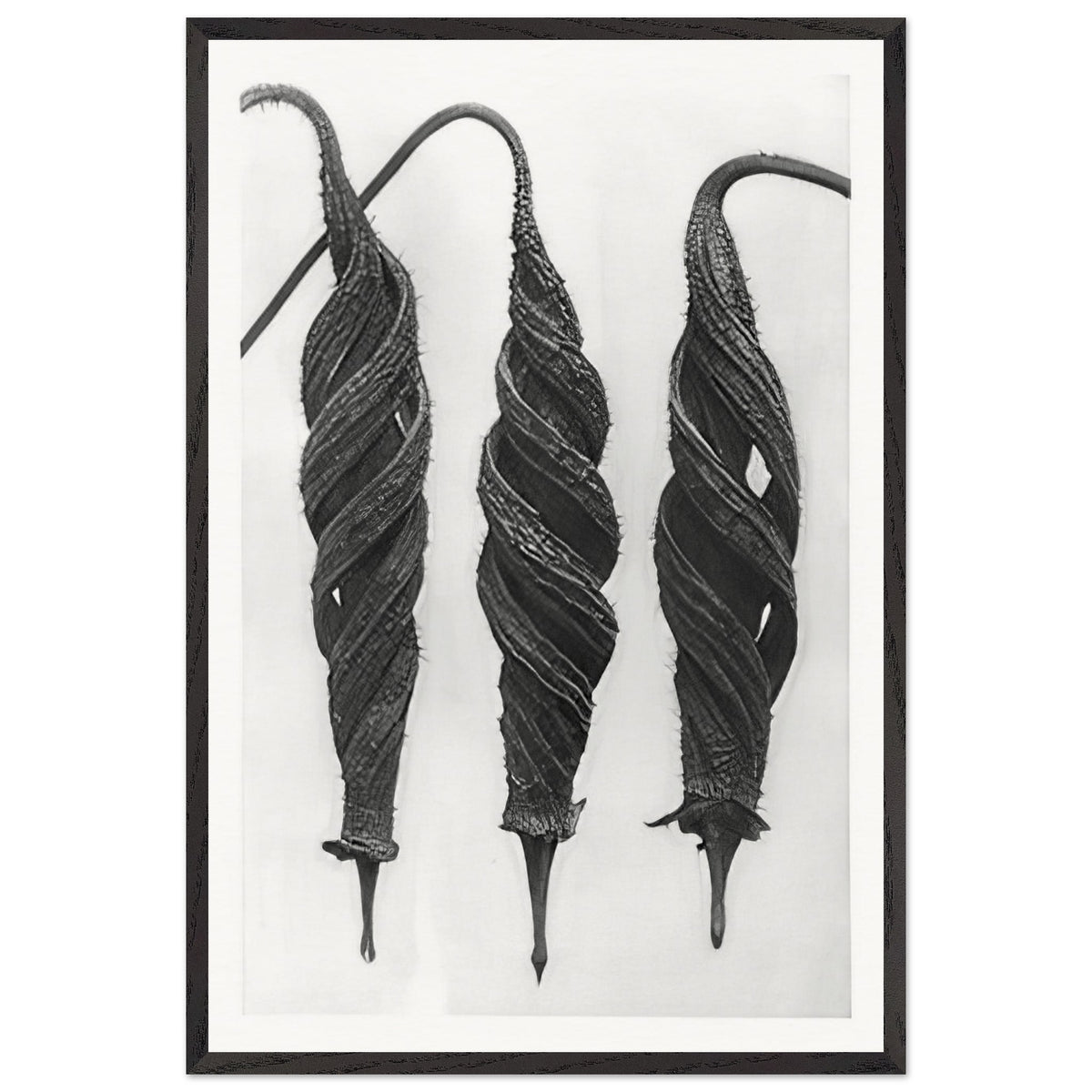 Art Forms in Nature 27 by Karl Blossfeldt, framed poster