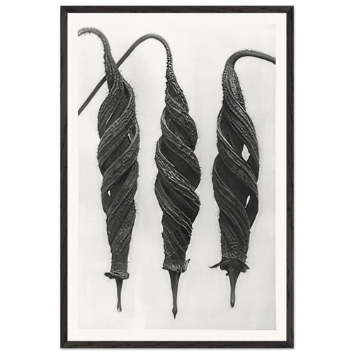 Art Forms in Nature 27 by Karl Blossfeldt, framed poster
