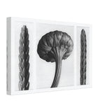 Art Forms in Nature 28 by Karl Blossfeldt, canvas, view 2